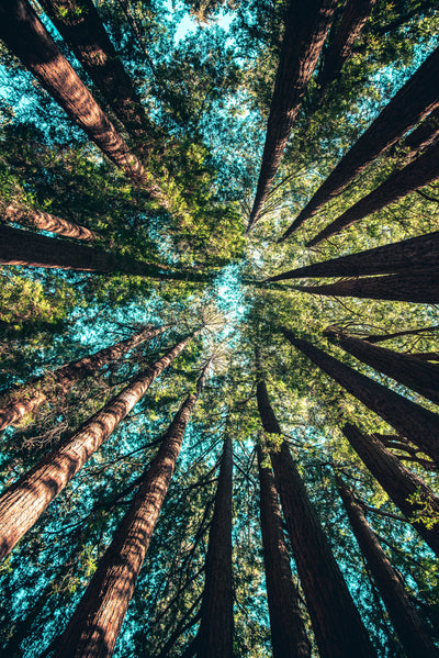 Sustainability and Our Diet